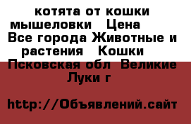 котята от кошки мышеловки › Цена ­ 10 - Все города Животные и растения » Кошки   . Псковская обл.,Великие Луки г.